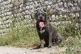 CANE CORSO 119